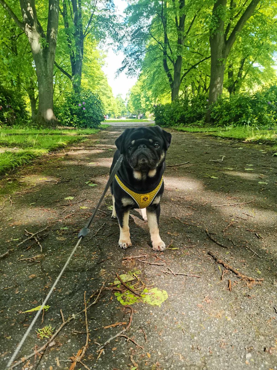 🖤💛Toby & Happy🖤💛 tweet media