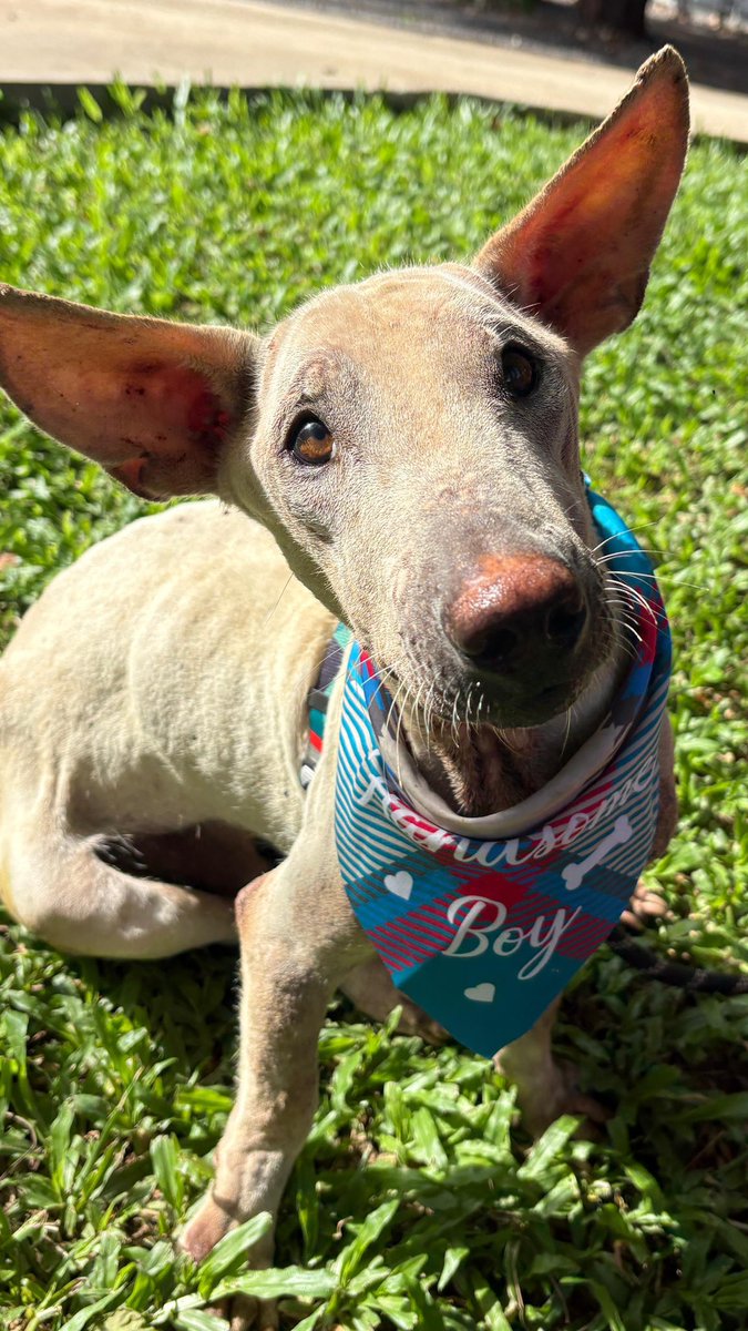 Happy Doggo Thailand tweet media