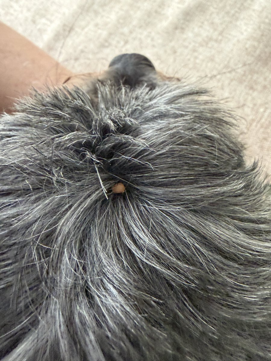 NorwaySkandin's tweet photo. #Zecke #Zecken #Garten #garden #Holzbock #Frühjahr #Frühling #Parasiten #Borreliose #FSME 

***Triggerwarnung***

1/ Wieder beim Hund nach dem Spaziergang entdeckt, ein Gemeiner Holzbock, #Ixodes ricinus 😬 auf dem Kopf. https://t.co/7EPPXliMhQ