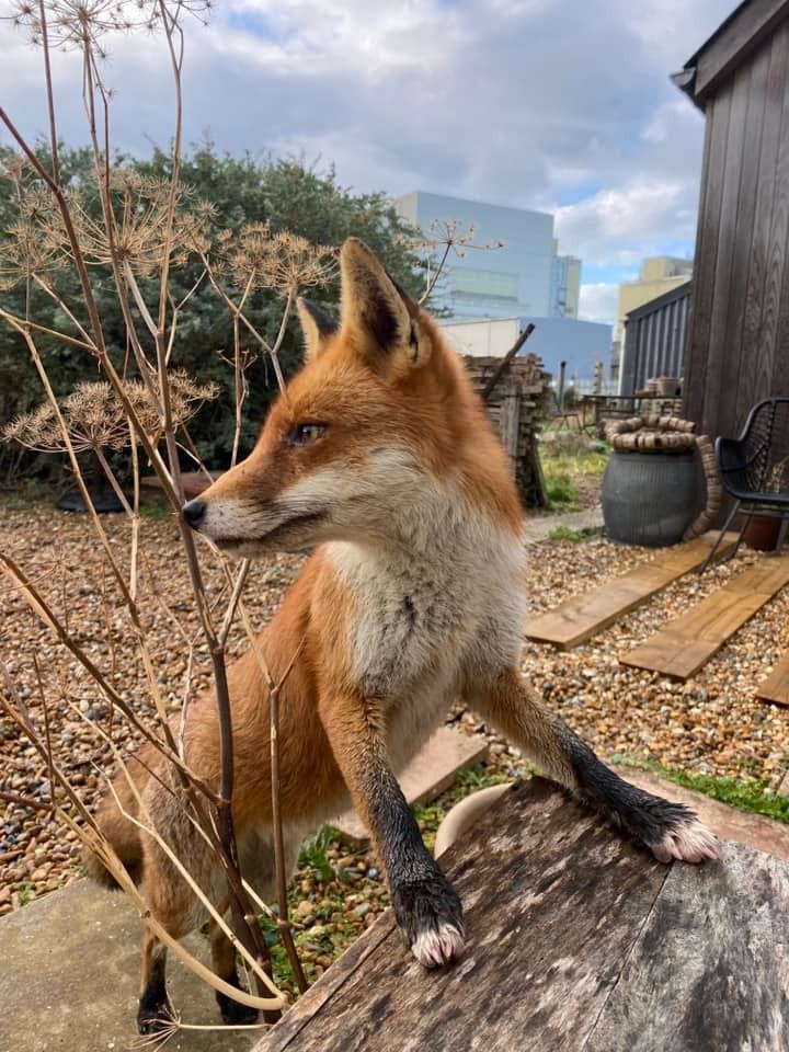 Chris Packham tweet media