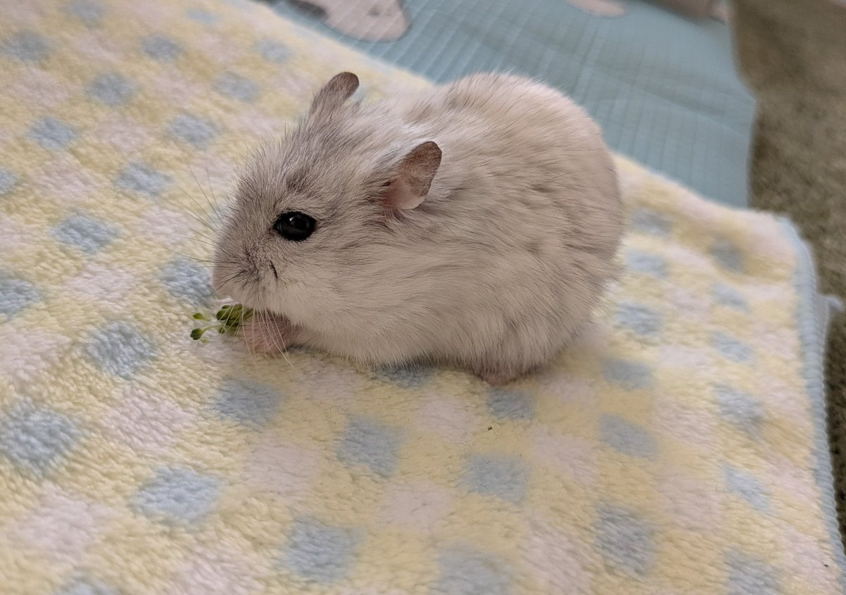 Post by うちのすの。 on X: おやつ🥦︎