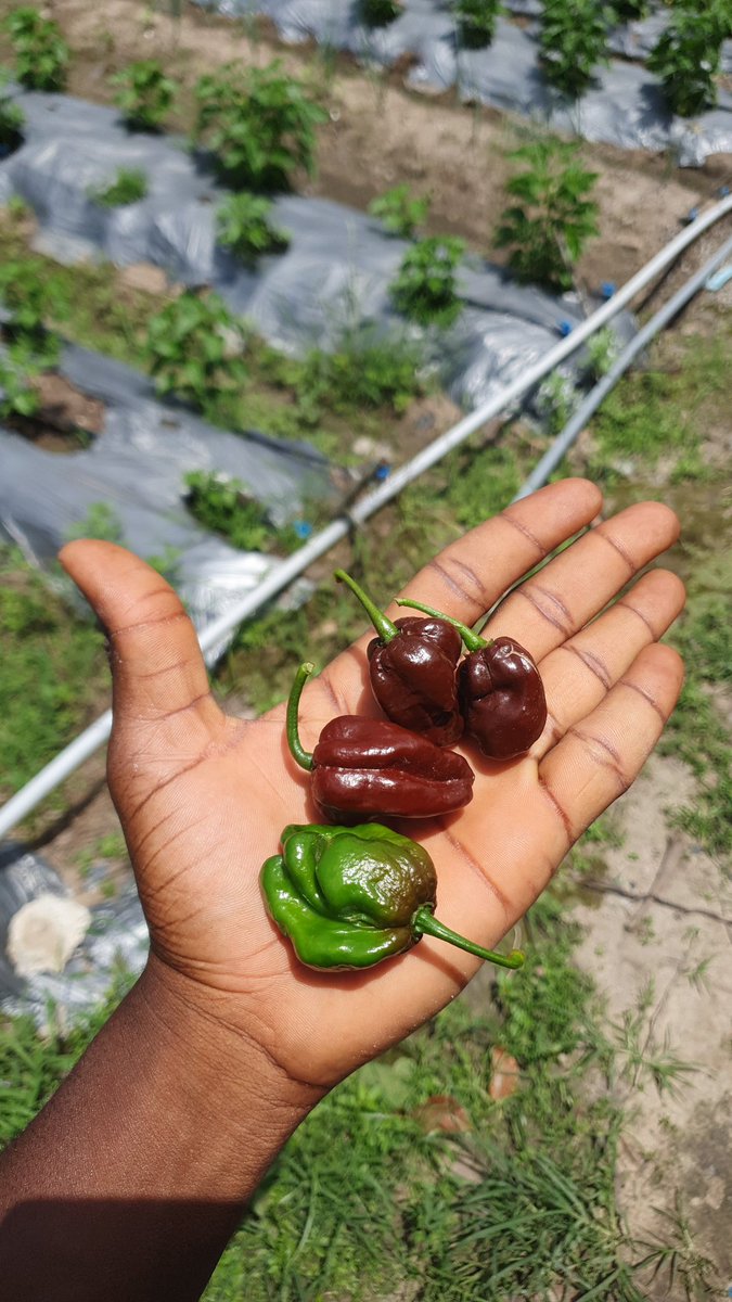 RunoFarm's tweet photo. Something exciting is coming! Over the next couple of weeks and months, we’ll be introducing new varieties of fresh vegetables including peppers, tomatoes, beetroot, onions, and watermelon. For our adventures customers to explore and enjoy.

Chocolate Habanero https://t.co/K6o1wFSGIc