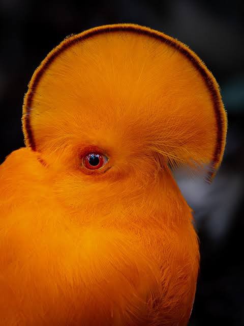 Chico 🦜 tweet media