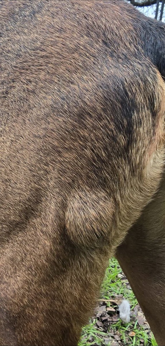 Voice for Animals Rescue & Sanctuary tweet media