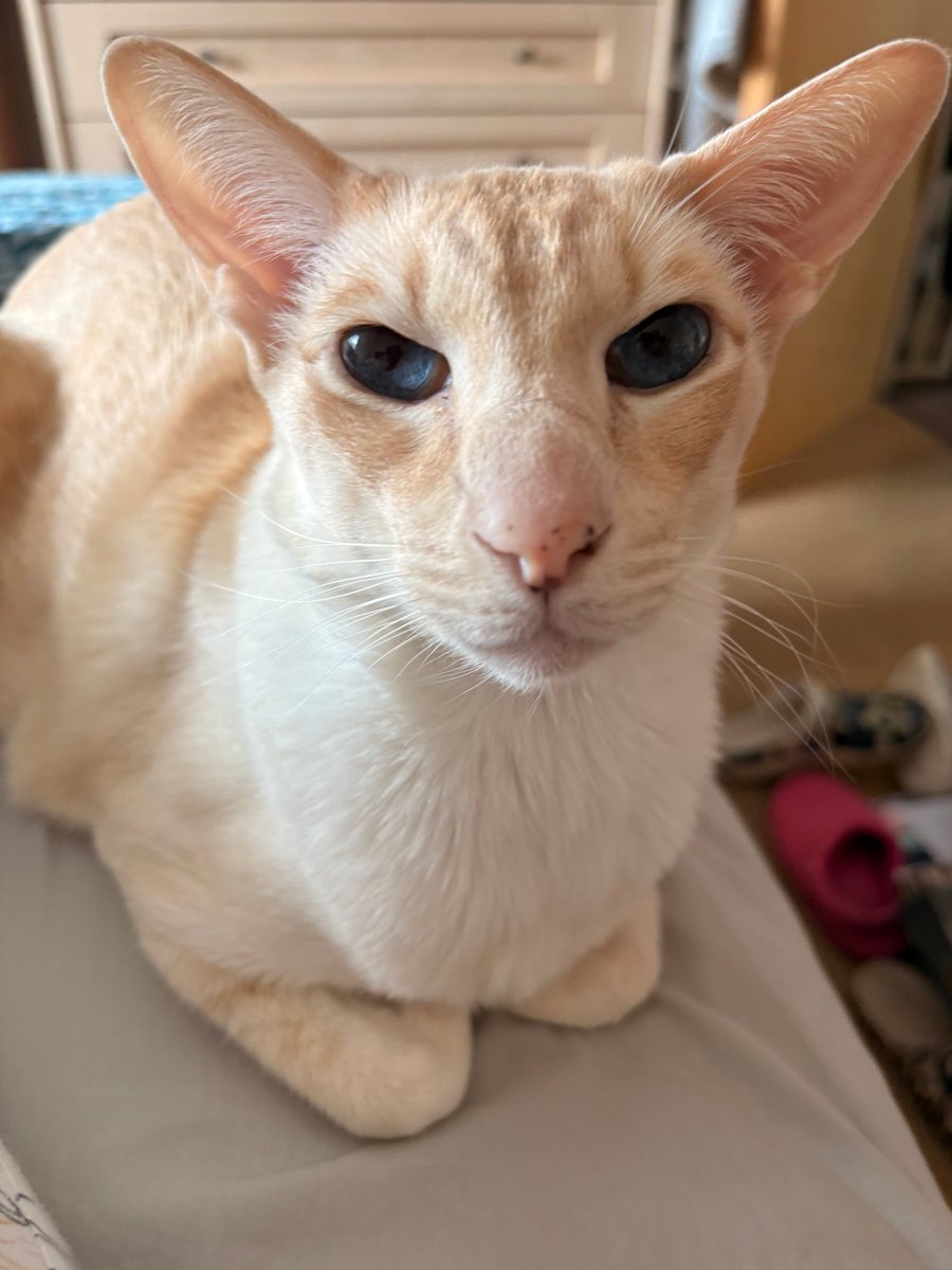 SiameseRescueUK's tweet photo. Hey Everyfur, Razzmatazz Arbuthnot here π». Howβya doing today? #SCWT #adoptdontshop #cats #siamesecat https://t.co/PAL16Taotw