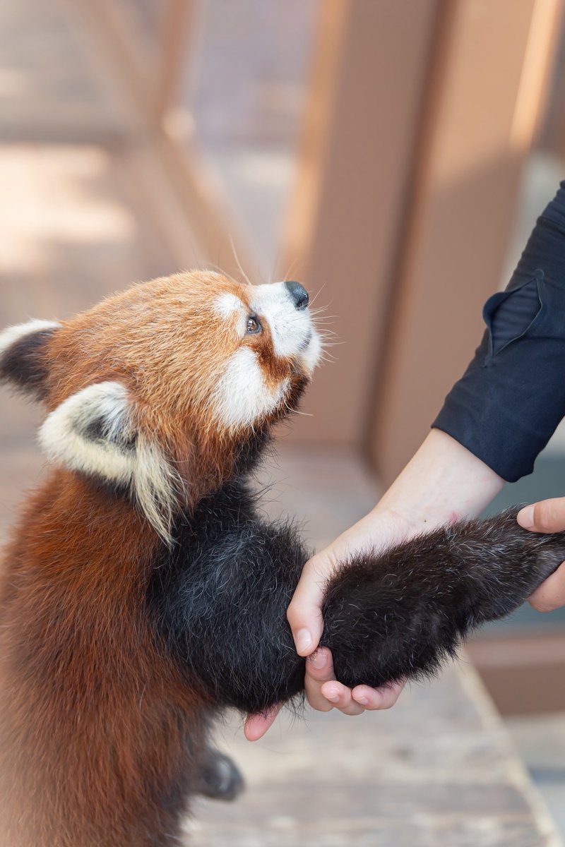 Run_RedPanda's tweet photo. \\ 僕の腕何cm ⁉️🥹 //

📸2026.5

#八景島シーパラダイス 
#レッサーパンダ 
#Redpanda 
#小熊猫 
#ネイ https://t.co/A0yhpUFGDZ