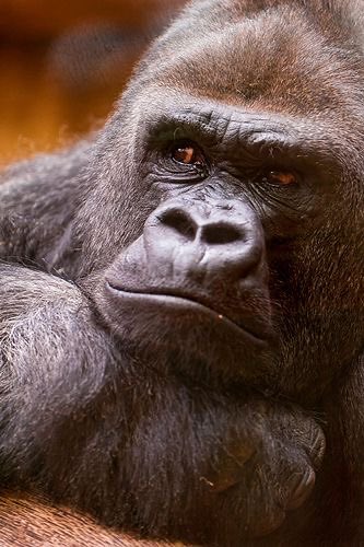 Gorilla 🦍 tweet media