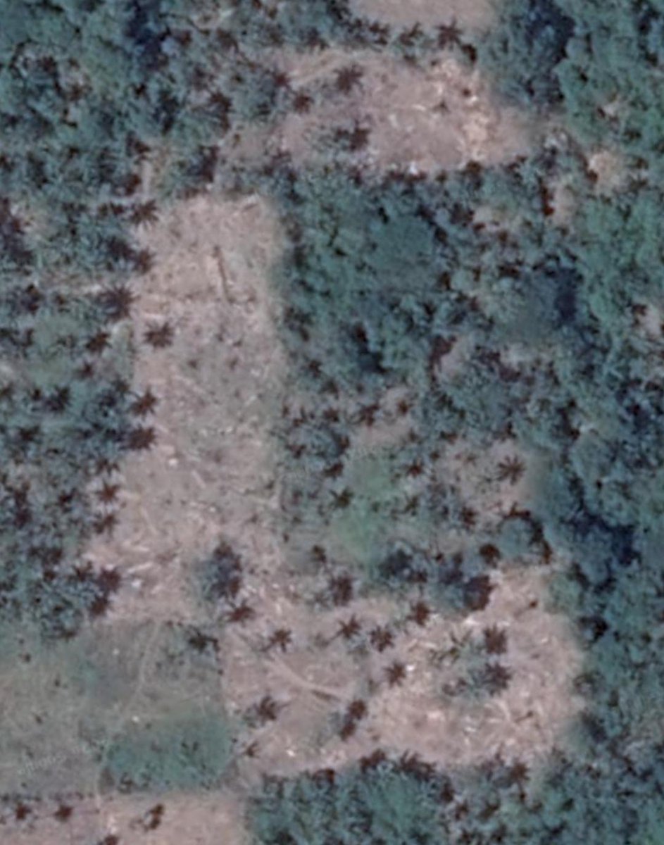 UsagiTor's tweet photo. Those are hardwood trees, Some are debranched (IF3-IF2.5), and Sattelite Shows before after of a tornado in Wette'e. https://t.co/VPoeuhGs50