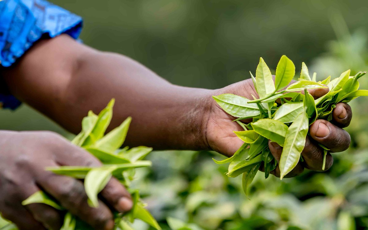 FAOSocioEcon's tweet photo. .@FAONews 🗞️| On #InternationalTeaDay, read  @FT_SriLanka guest column by @FAOSocioEcon Director Boubaker Ben-Belhassen

Tea’s future depends on its farmers

🍵https://t.co/G8dgWUWzjg https://t.co/ITxbl6V4VQ