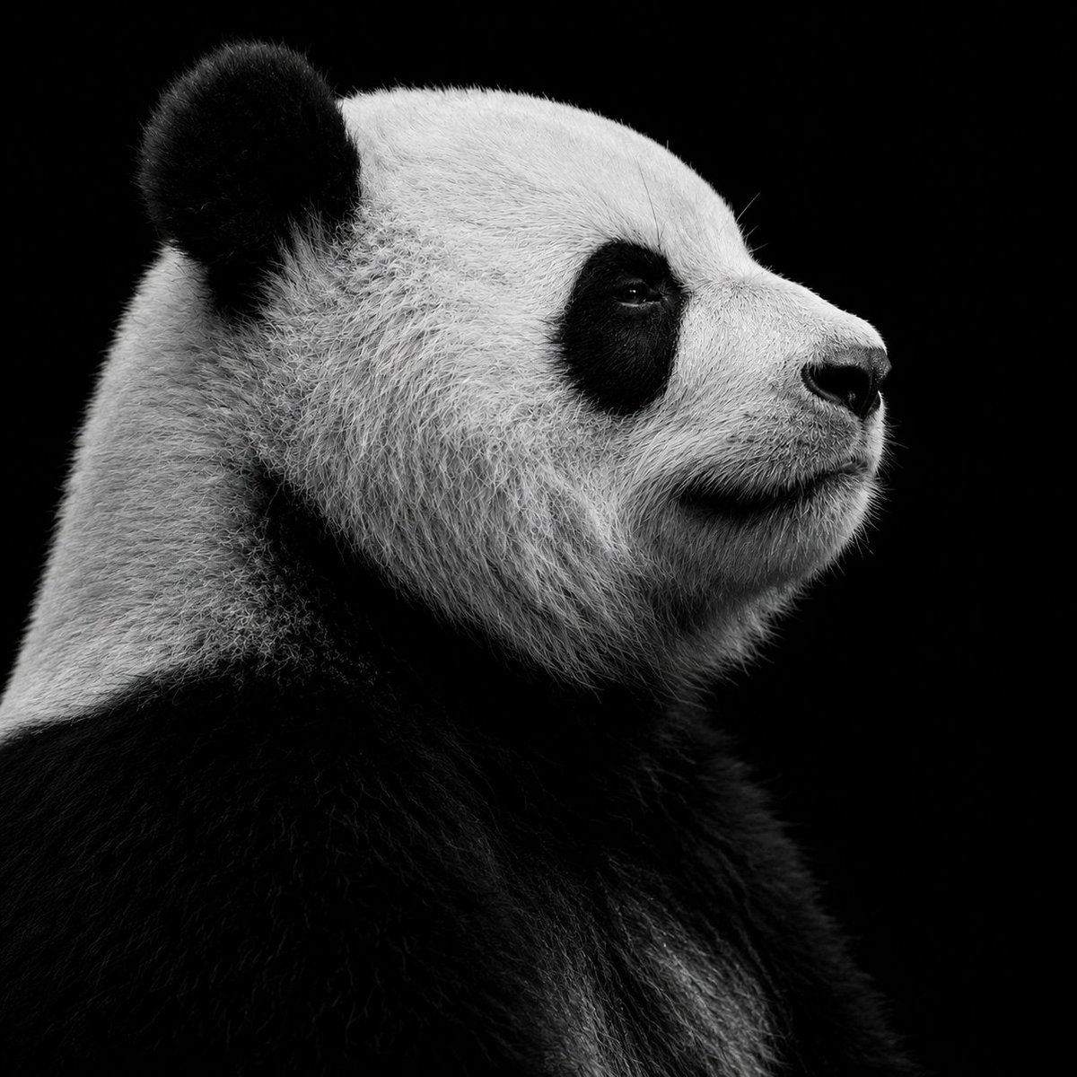 deployerrrr's tweet photo. The Chinese are officially in the bear market

Panda bears are Chinese Native Bears 

we sent the bear super high in US bear market

now we send the chinese version https://t.co/Sk1XO95kdP