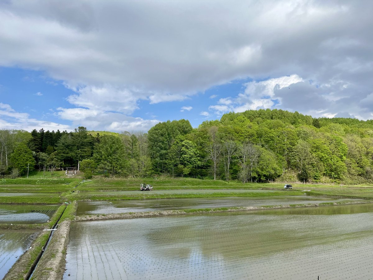 _numanchi's tweet photo. 今日無事に田植えが終わりました🌱
怪我や事故、トラブルもなく終えられたのは
頼もしい出面さん達のおかげです。
本当にありがとうございました😭

初日に植えた苗
活着してイケイケになってきました💪
#ぬまんち https://t.co/ALbuWQ9xgf