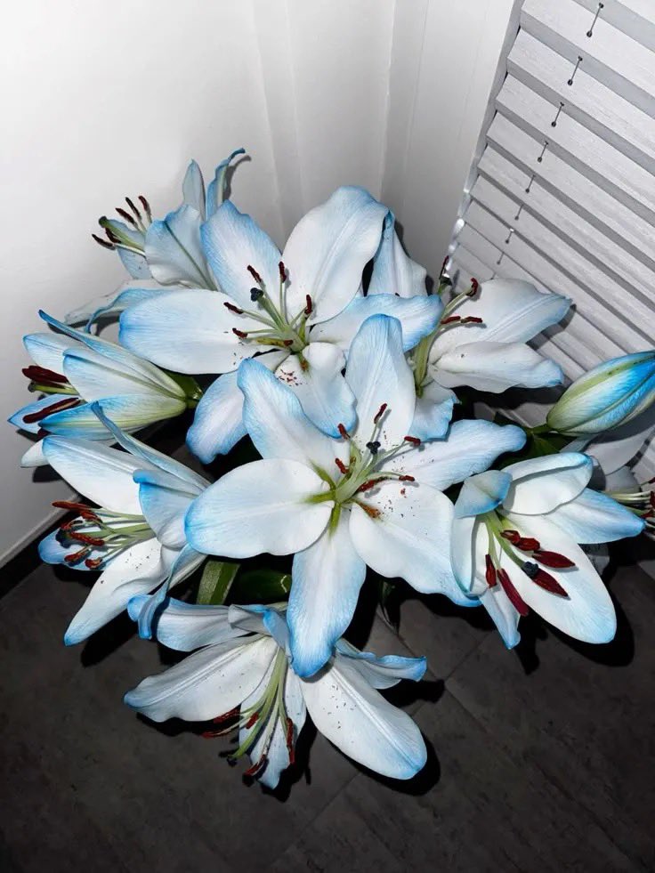 Bloomify tweet media
