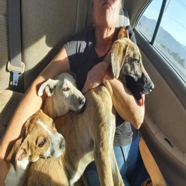 Tweets of Dogs tweet media