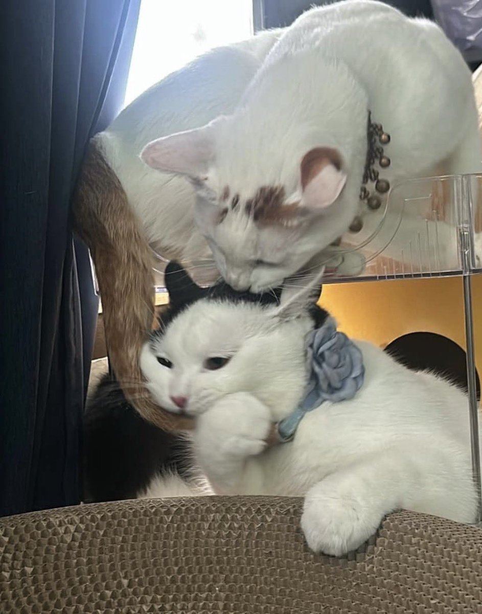 b2steen's tweet photo. ซ่าไม่ได้ดื้อเลยยยน ไม่กัดทิปชง ทิปชู่หรอก หางพี่ม่อน ก็ไม่ได้กัดด 🐾😆 https://t.co/WWCluwA09w