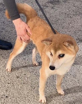 Missing Animaux 81 tweet media