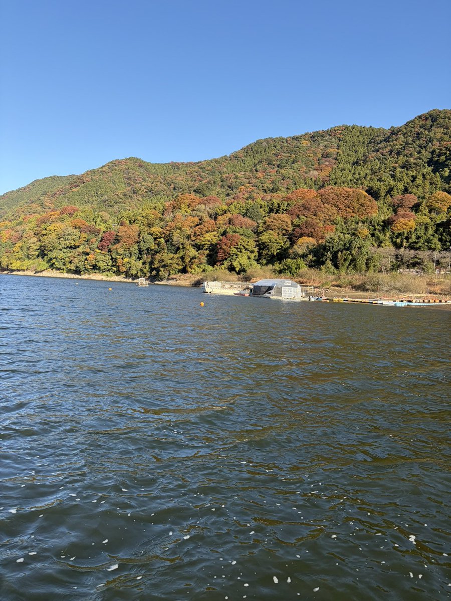 BHg6sjn's tweet photo. 4~5年前の迷走マンから比べて釣れるようになった理由はこれだと思ってる🤔

自分では考えているつもりでも、結局「なぜ釣れたのか」「なぜ釣れないのか」の本質が全く分かっていなかった😓
その状態から本気で抜け出したくて、ある決断をしました🔥

それは

「フィールドを相模湖のみに完全固定する」こと📍

さらに

「1年を通して回るルートも完全に固定する」こと🚤💨

釣れないと「あっちの湖なら…」と逃げたくなる誘惑を断ち切り、たとえハイプレッシャーと言われる相模湖でも、来る日も来る日も全く同じ景色を見続けました。
すると、場所という「変数」を完全に固定したことで、わずかな水色の違い、季節ごとの日照角度やカレントの変化による魚の動きなどミクロな違いがはっきりと浮き彫りになったんです✨

「このルートを流して釣れないということは、今日の条件ではここに魚はいない」

というマイナスだけど確固たるデータが蓄積され、自分の中に相模湖の「絶対的な基準」ができました。

💡（私の釣果報告で「青田の岬」が特に多いのはそのためです。
あそこは流れやベイトが絡み、スポーニング期を含めた魚の『通り道』になる関所になります。
季節ごとの魚の密度や反応に差が出やすいエリアだと思ってます。
それをある程度の基準点として季節の進行度を正確に読み解いてます🔍）

そこからようやく論理的に考えられるようになり、基準があるからこそ「この状況ならこのルアーだ」と、自然と自身の『ルアー選択』にも明確な理由を持たせられるようになったんです🎣✨

さらに、ここで忘れてはいけないのが「きちんとライトリグも使うこと」🪱

強気のルアーばかり投げていては、「魚がいない」のか「いるけど食わない」のか判断がブレてしまいます。
意地を張らずにライトリグをきっちり投入することで、そのエリアの本当の答え合わせができ、蓄積するデータの精度が劇的に上がります📈

私自身、現在はライブスコープをかなり使い込んでいる自覚があります📡
でも、画面を見て「魚を探す」ことよりも、こうして足と頭で構築した『ベースラインの積み重ね』の方を遥かに大切にしています👣
最新機器も、自分の中に揺るぎない基準があってこそ、初めて本当の武器になるからです🛡️⚔️

……と、このプロセスからもお分かりいただける通り、私の釣果は完全にこの蓄積による『地の利』に依存しています。

だから、お隣の津久井湖に行くと全然釣れないんだよねー😭😭😭

もし今「釣れなくて迷走している」という人がいたら、あえて「同じフィールドの同じルート」を回り続けてみてください🔁
ノイズが消えて、見えなかったものが見えてくるかも‼️

#相模湖 #バス釣り #ルアー選択
#抜け出せ迷走