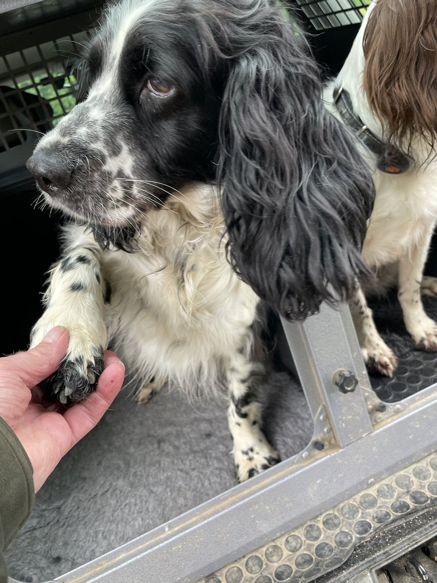 Albertspanners Dad tweet media