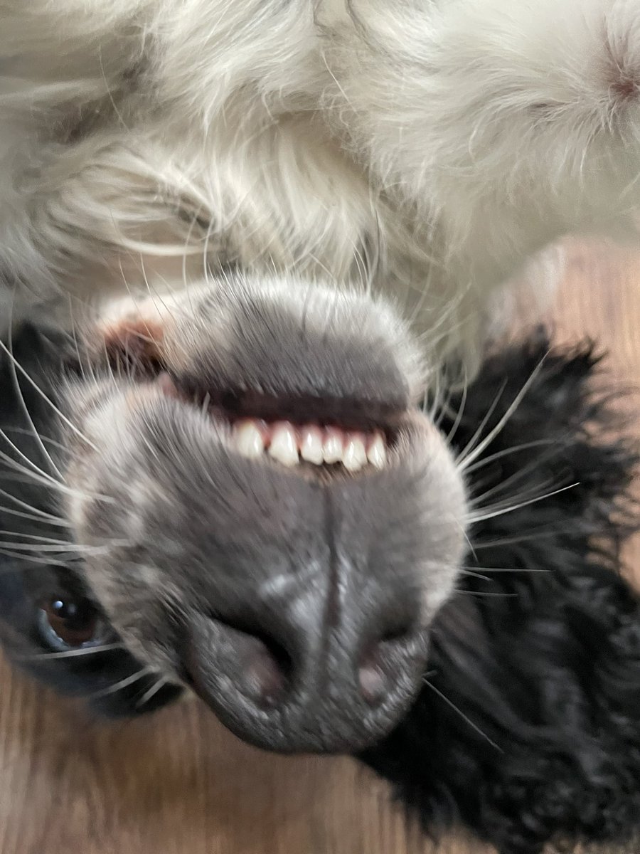 Albertspanners Dad tweet media