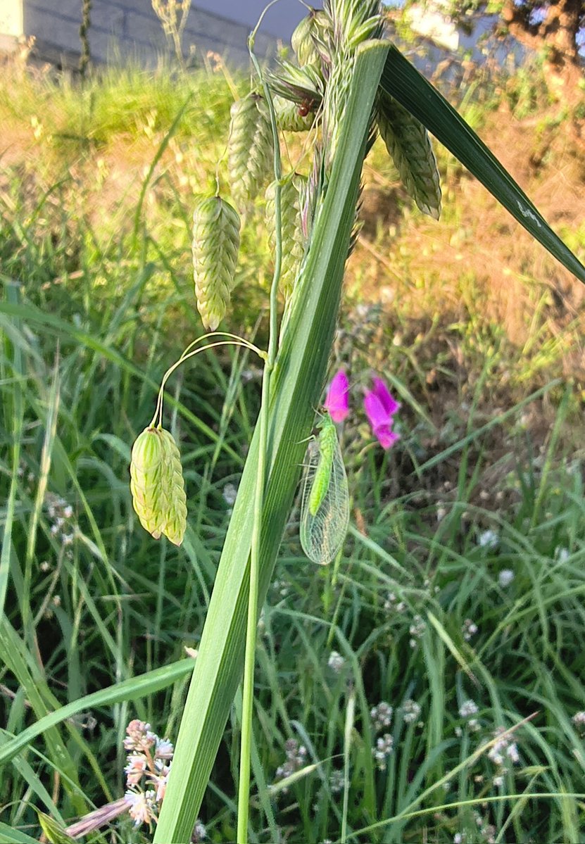 deotroplaneta tweet media