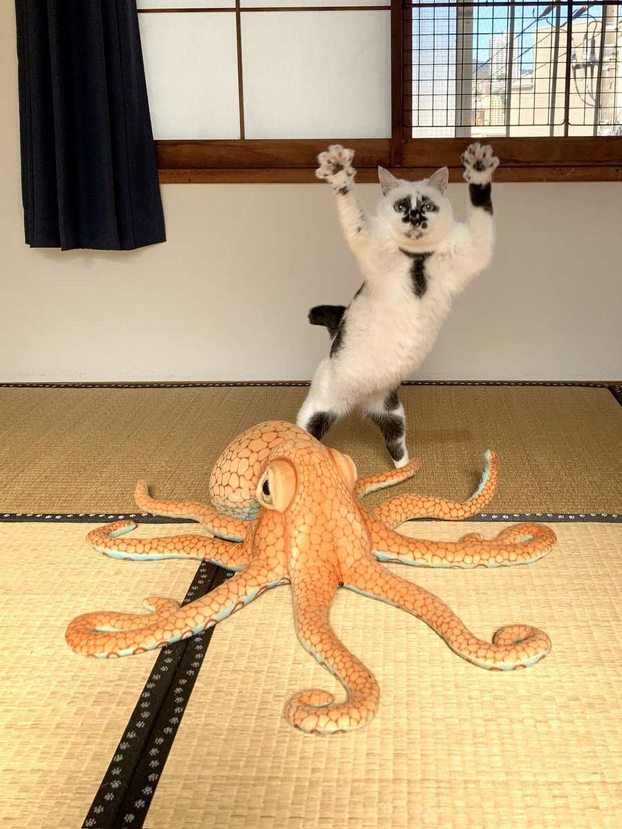 熱海 Muddy Cat tweet media
