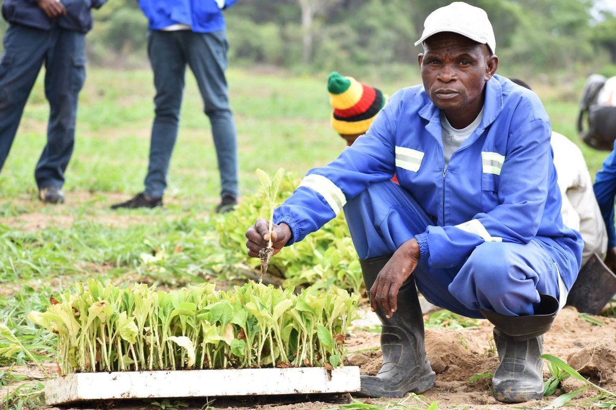 Forward Makasi-Snr. Agronomist🇿🇼 tweet media