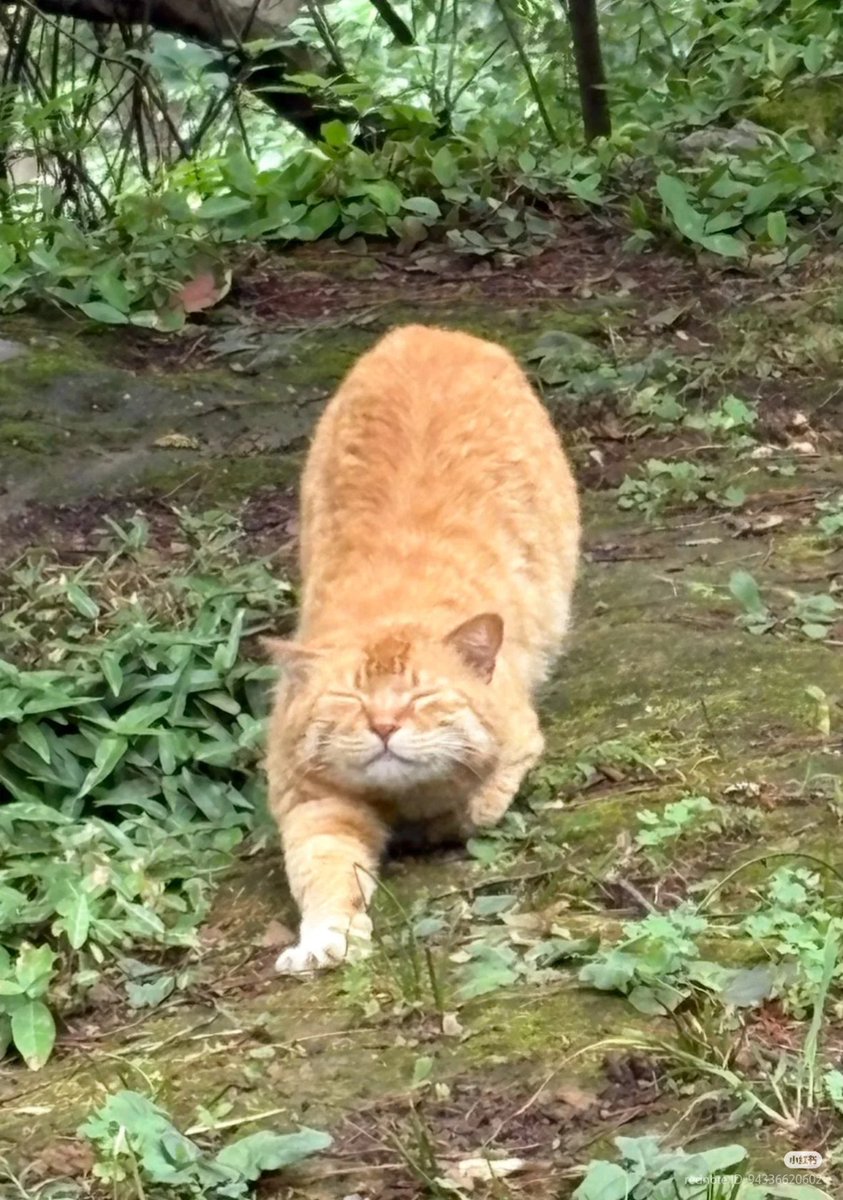 No Context Cats tweet media