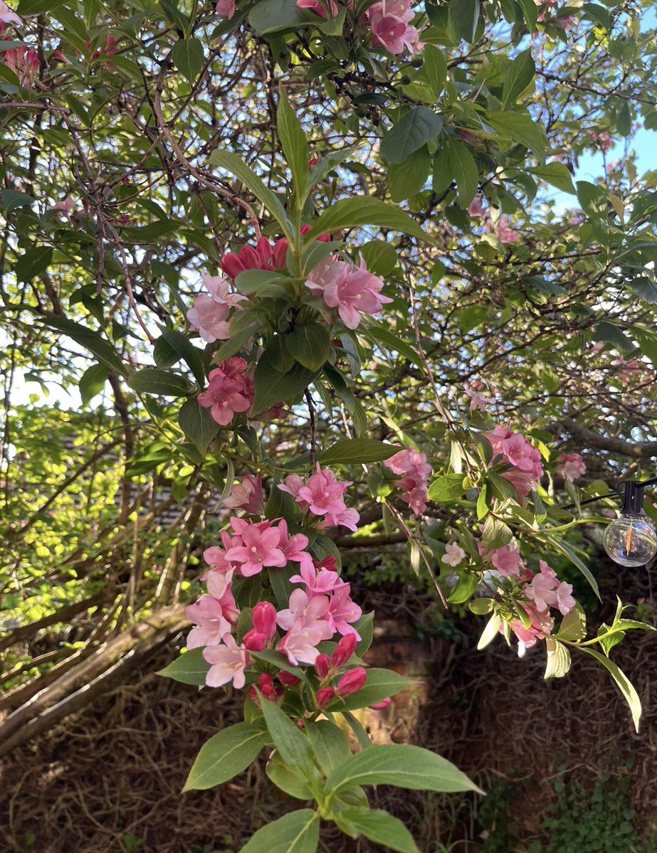 RobTheBass's tweet photo. It’s the first spring/summer in our new garden so we’re discovering what’s already planted. This is stunning. We’re no experts but we’re enjoying the (slow) process of getting things sorted. https://t.co/28CdA20b0Q