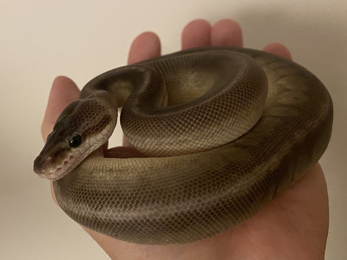 popepython tweet picture