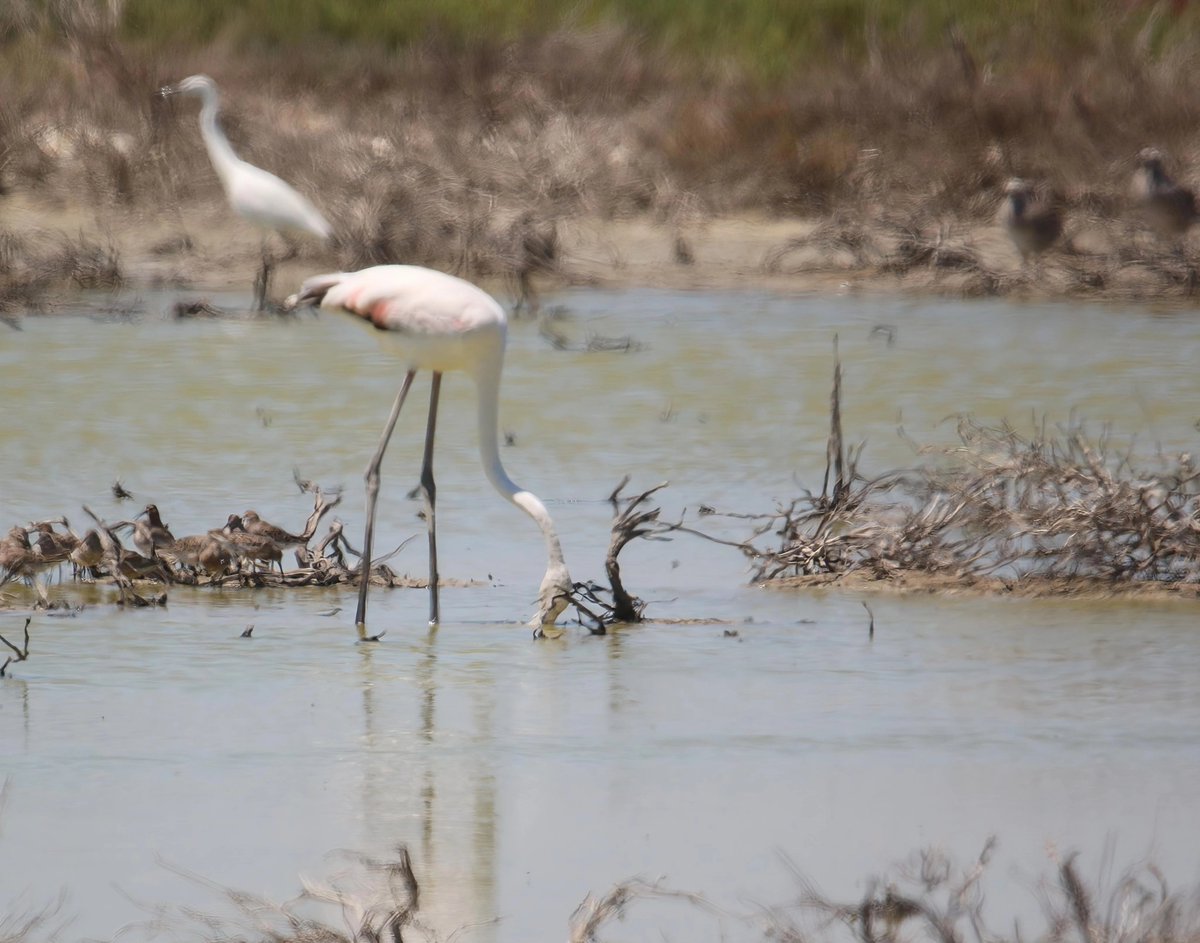 wildlife nick tweet media