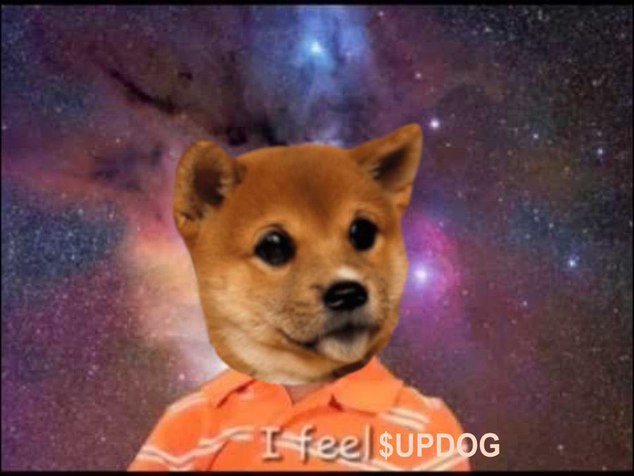 What’s Updog? tweet media