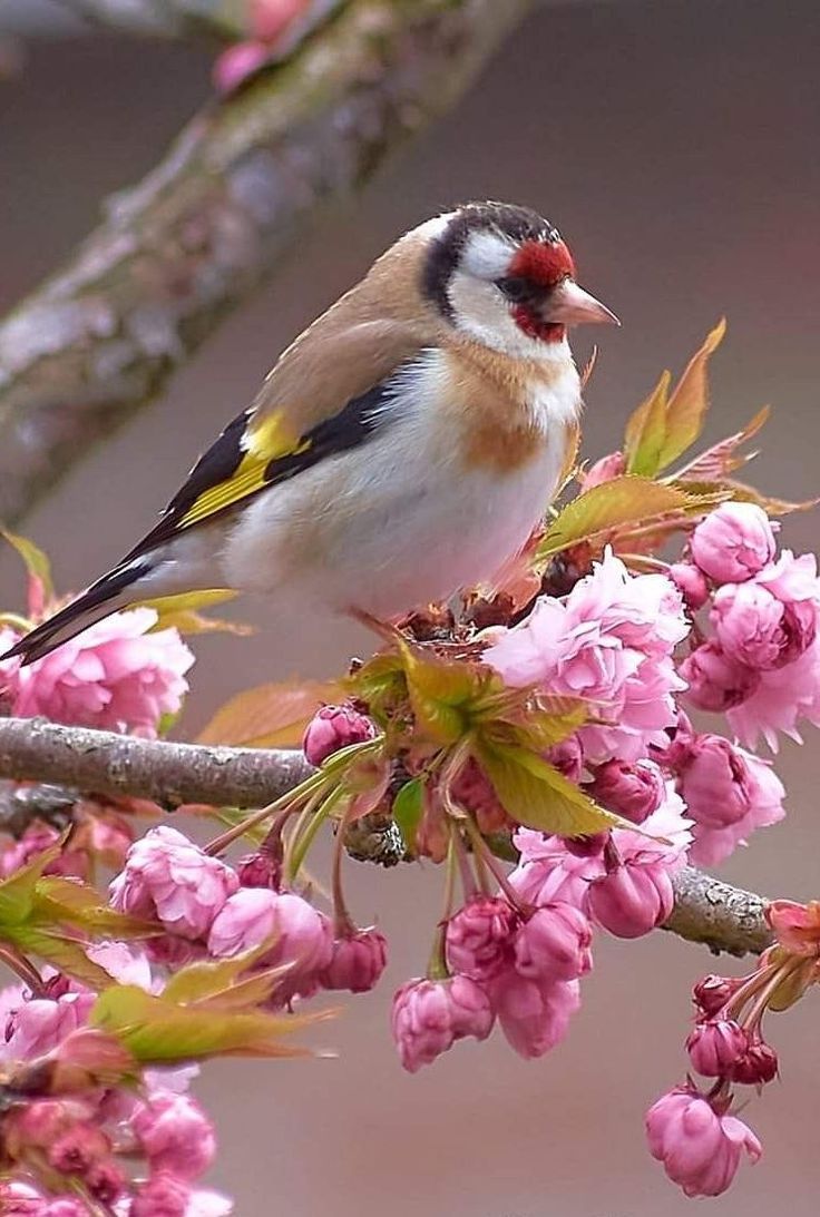 Pure wild Life tweet media