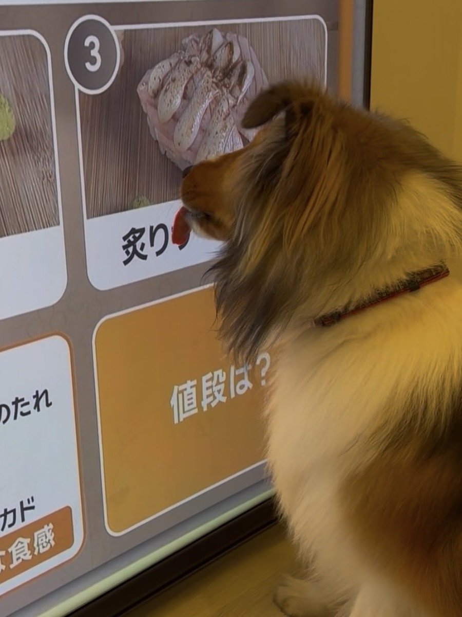 ジト目のベルっち🐶シェルティ♂ tweet media