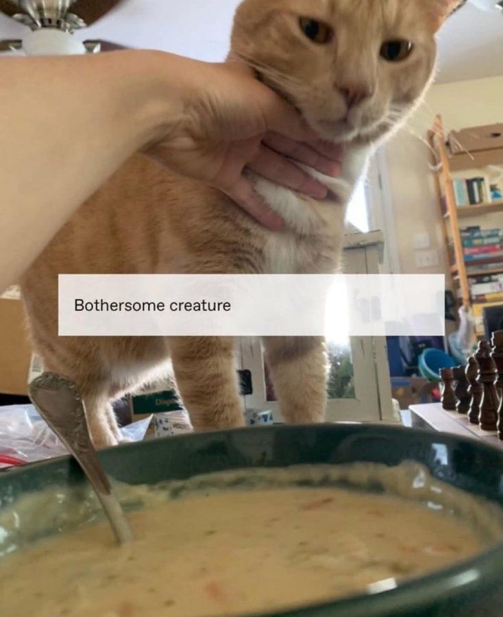 Cool Cat Society tweet media