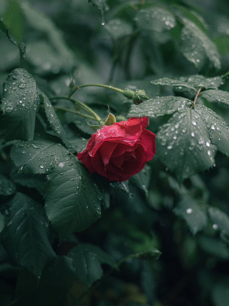 Pure Nature ✨ tweet media