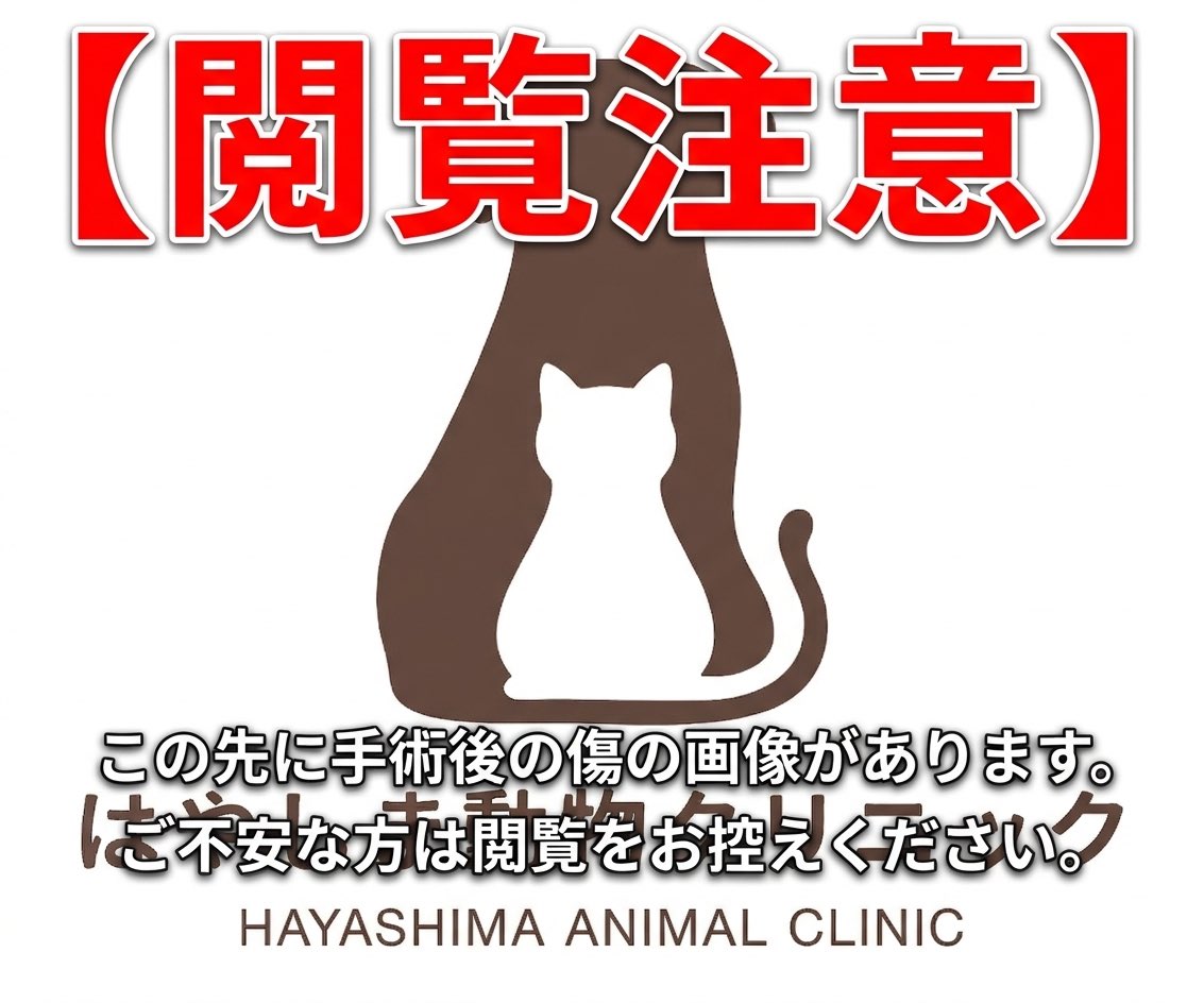 2026_vet's tweet photo. 当院での最初のオペは、犬の大腿部肥満細胞腫の拡大切除とフラップによる再建術でした。なんとか離開せず済みそうです。
緊張する子だったので、スタッフと協力して入院ストレス、疼痛や動きの評価を行い無事に退院しました。
病��で良い結果が返ってくることを願ってます！

#動物病院 #肥満細胞腫 https://t.co/Hv7Z0AaLGa