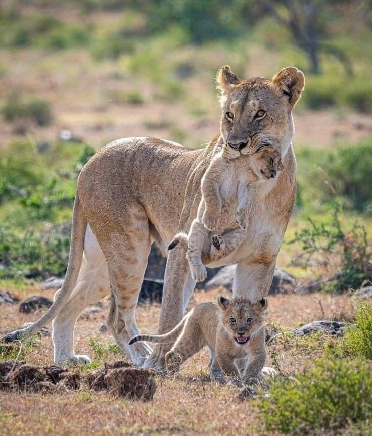 Beauty of Animals tweet media