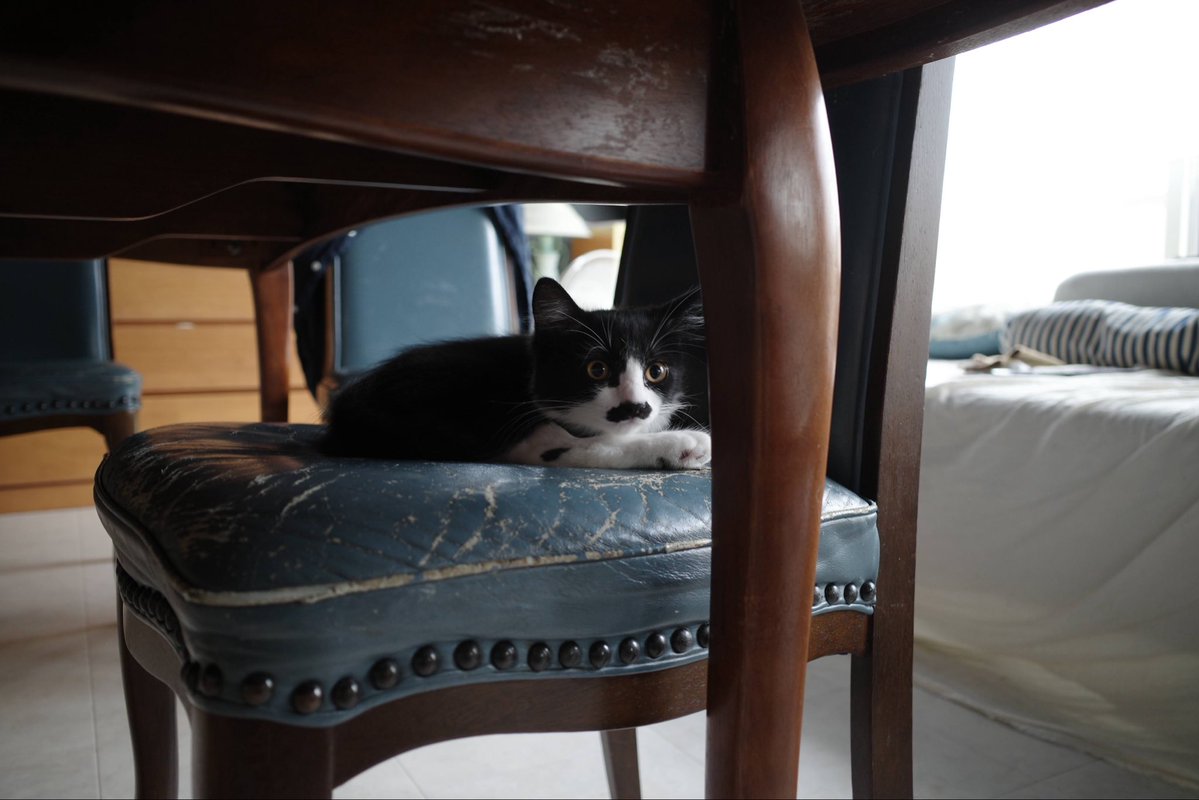 猫教授 tweet media