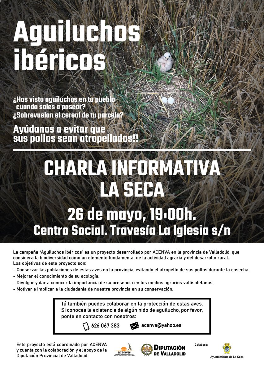 RutaVinoVerdejo's tweet photo. EDUCACIÓN AMBIENTAL: Con @acenva y @Dip_Va tendremos charla informativa relativa a la sensibilización respecto a los Aguiluchos ibéricos.
🗓️26 de mayo (Martes)
⌚️19.00
🏫Centro Social de La Seca
💳Entrada libre

#Biodiversidad #Aguilucho https://t.co/U9wfwavrMm
