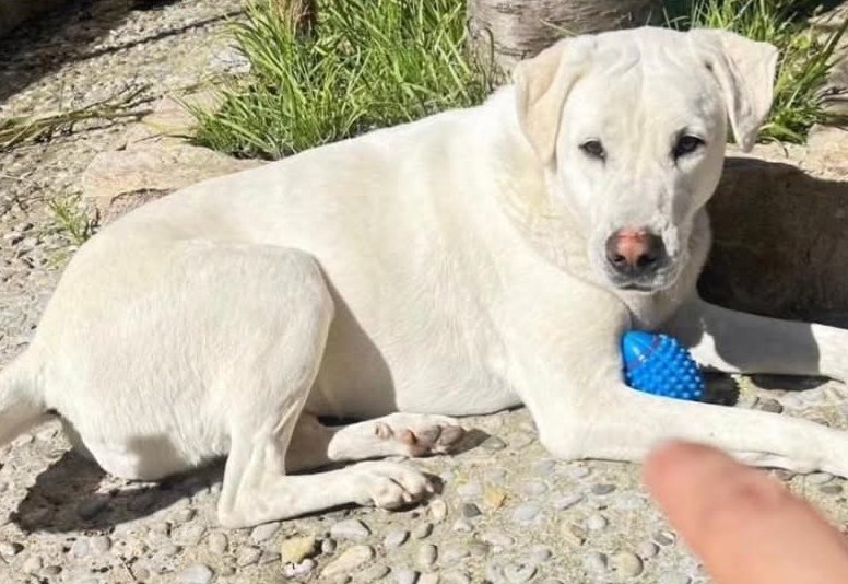 Animals del Maresme 🐾 tweet media