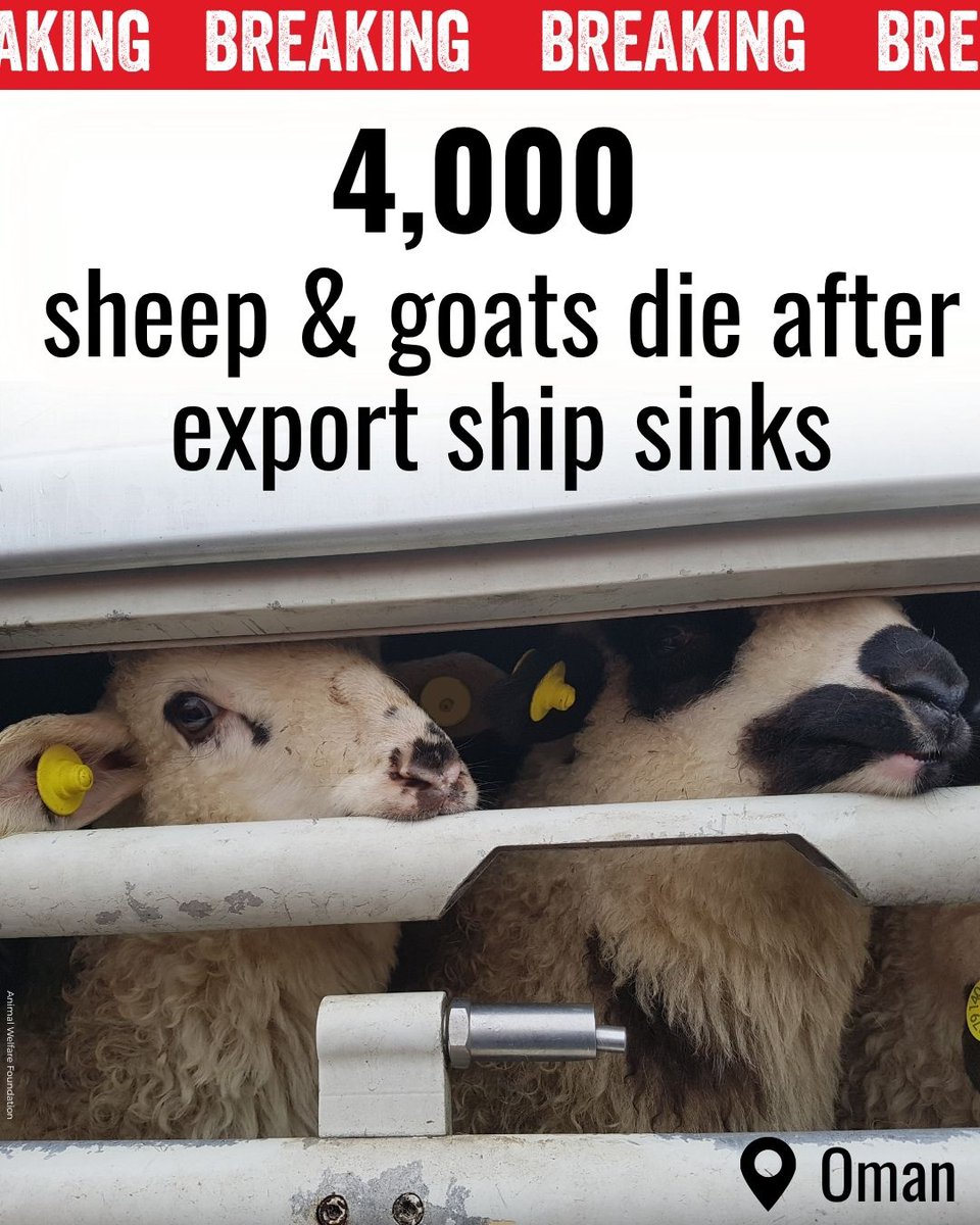Compassion in World Farming International tweet media