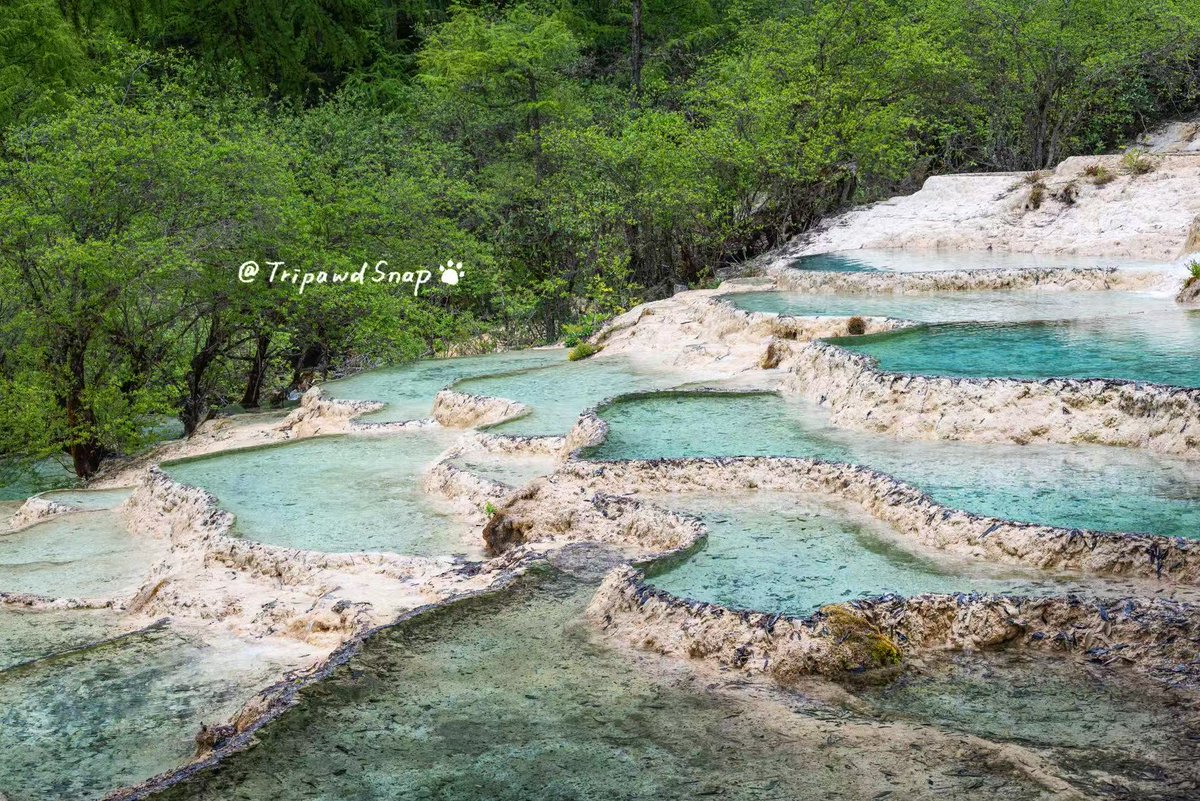 TriPawdSnap's tweet photo. Nature’s hand-carved turquoise terraced pools in #HuangLong, Western Sichuan✨ #ChinaTravel #NaturalWonder #Photography #SenicChina https://t.co/lg1NoPaE4K