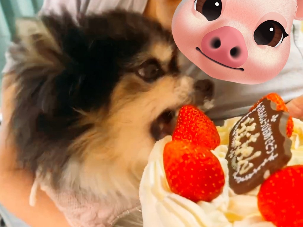 m60390425's tweet photo. 愛しのらむちゃん🐶👑🩷
無事19歳の誕生日を迎えました〜🫶🏻️︎💕
色々不調はあるけど穏やかにもう少し長生きしましょう☺️🩷圧
愛してるよぉおおおおおおお！！！！ https://t.co/XzZswjlLyx
