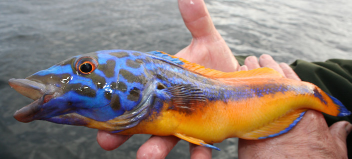 InlandFisherIE's tweet photo. 🟢 National Biodiversity Week (May 15-24) 

🐟 Ireland's fish species come in all sizes, shapes and colours... How many species do you recognise❓ 

🌐 Find out more about the diversity of Ireland's fish at: https://t.co/RK44URpuej https://t.co/CTedP73gw1
