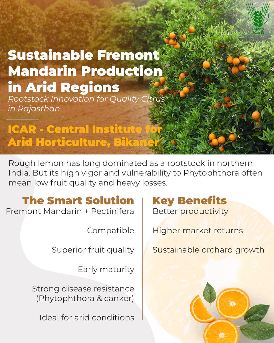 CiahIcar's tweet photo. #Sustainable_Fremont_Mandarin_Production_in_Arid_Regions
Rootstock Innovation for Quality Citrus in Rajasthan
ICAR- Central Institute for Arid Horticulture, Bikaner
@icarindia #CIAH #agriculture https://t.co/SMtvznVJ0F