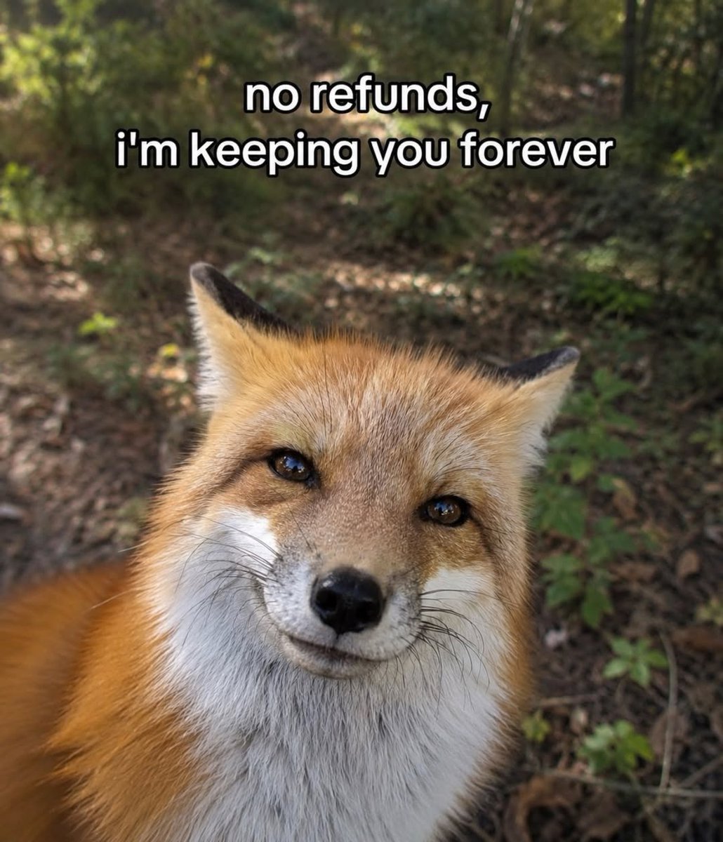 🍁 𝓣𝓱𝓮 𝓕𝓸𝔁 𝓛𝓲𝓯𝓮 🌾🦊 tweet media