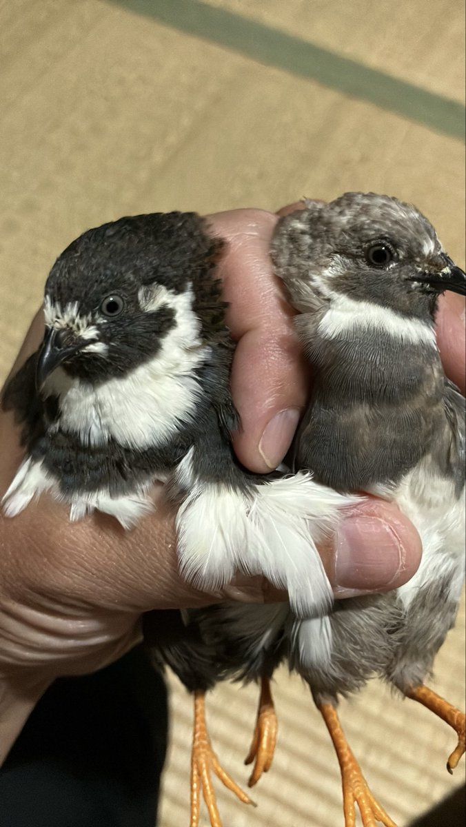 ポポチョロ🐦💨 tweet media