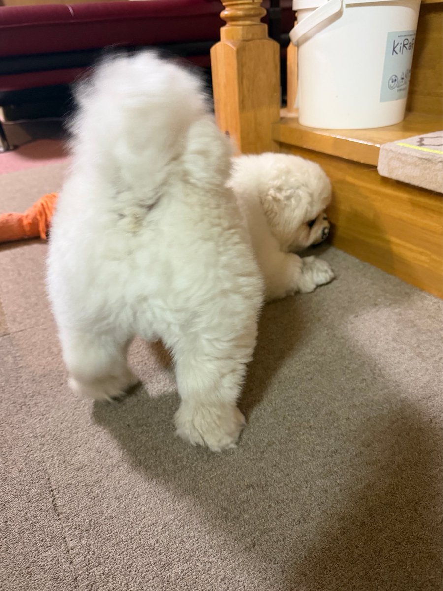 genki_doggo's tweet photo. お尻見せてくれてありがとう https://t.co/PUYOCoxlVb