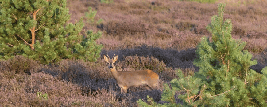 NatureTodayNL tweet media