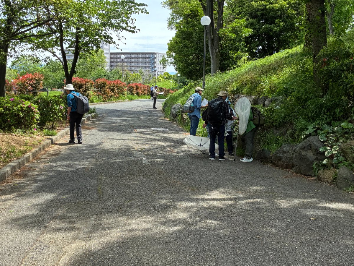naniwaecostyle's tweet photo. 4月26日、大阪市内各地で、生き物調査を進めています

#生き物 #生物 #生物多様性
#環境 #大阪市 #osaka https://t.co/oWprgPp2uG