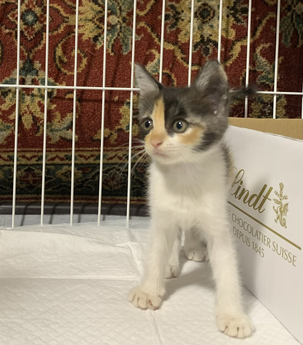 猫野ラーズ tweet media